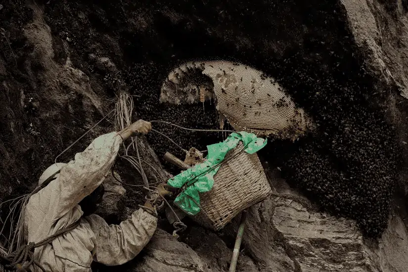 Honey Hunting Lamjung