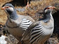 Natinol bird of Nepal