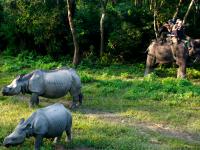 Wild Life in Chitwan