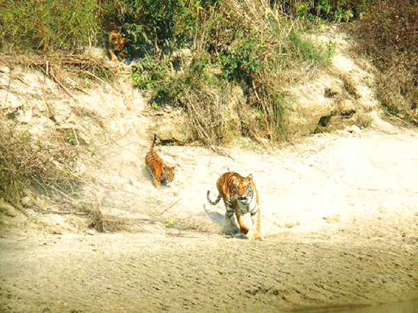 Bardia National Park Tour