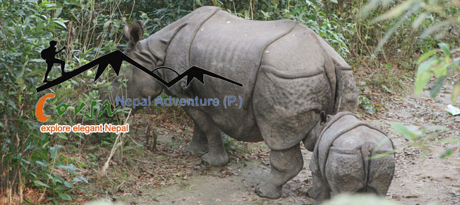 One-Horn-Rhinos-in-Chitwan-National-Park